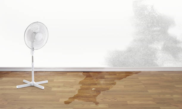 Water damage restoration mold remediation in Elmwood, IL
